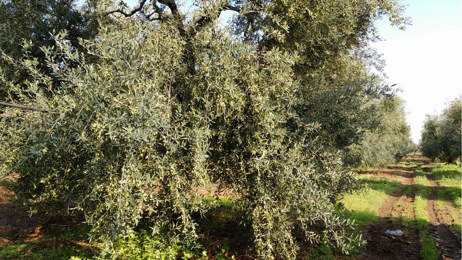 Extra Virgin Olive Oil 10l Metal can Italy