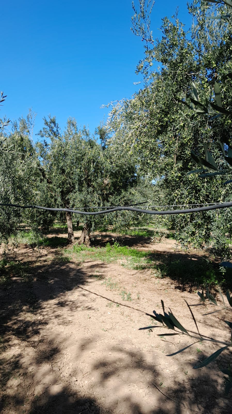 Extra Virgin Olive Oil 10l Metal can Italy