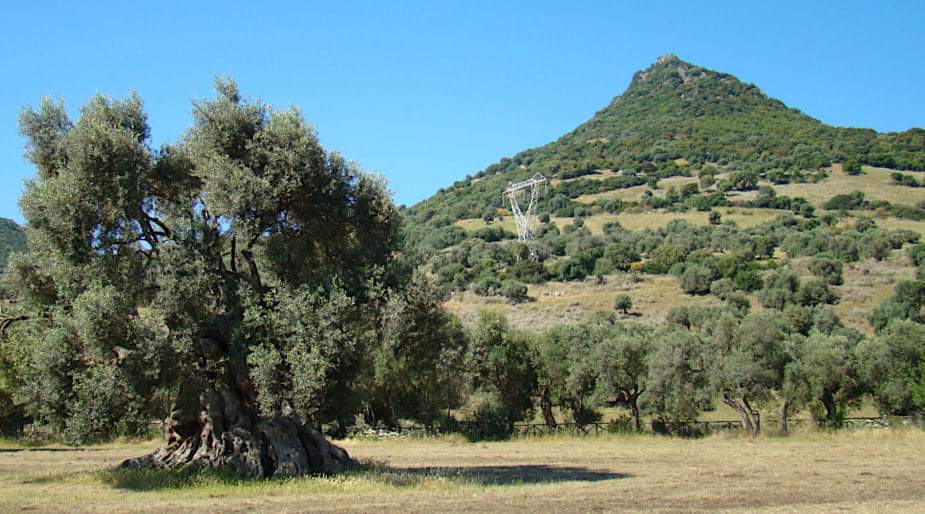 Tins 17 L, Extra Virgin Οlive Οil of Etoloakarnania