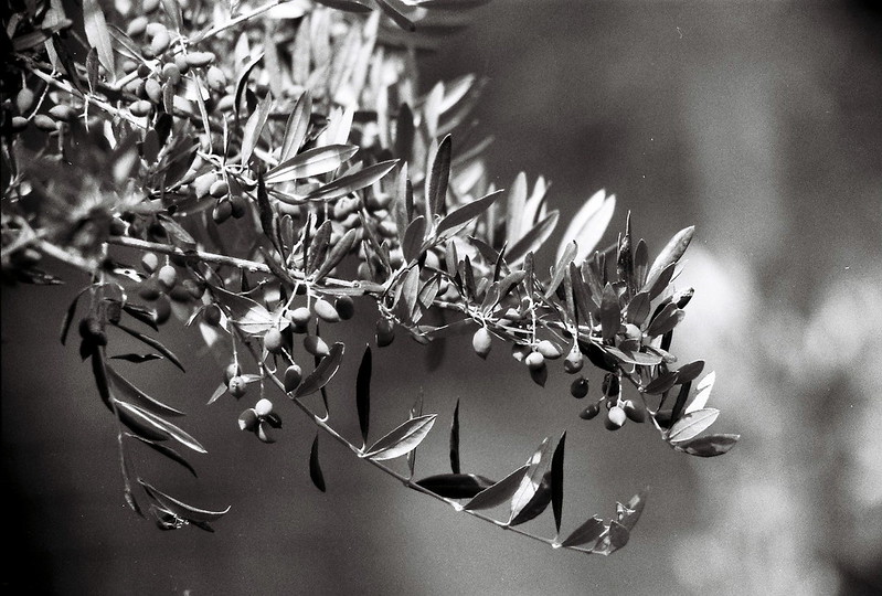 Extra Virgin Οlive Οil (mixture of Koroneiki and wild olives) from the mountainοus villages of Mani - Tin 20L