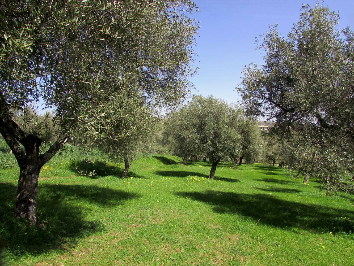 Extra Virgin Olive Oil - 1 liter can. Pack of 3 cans.