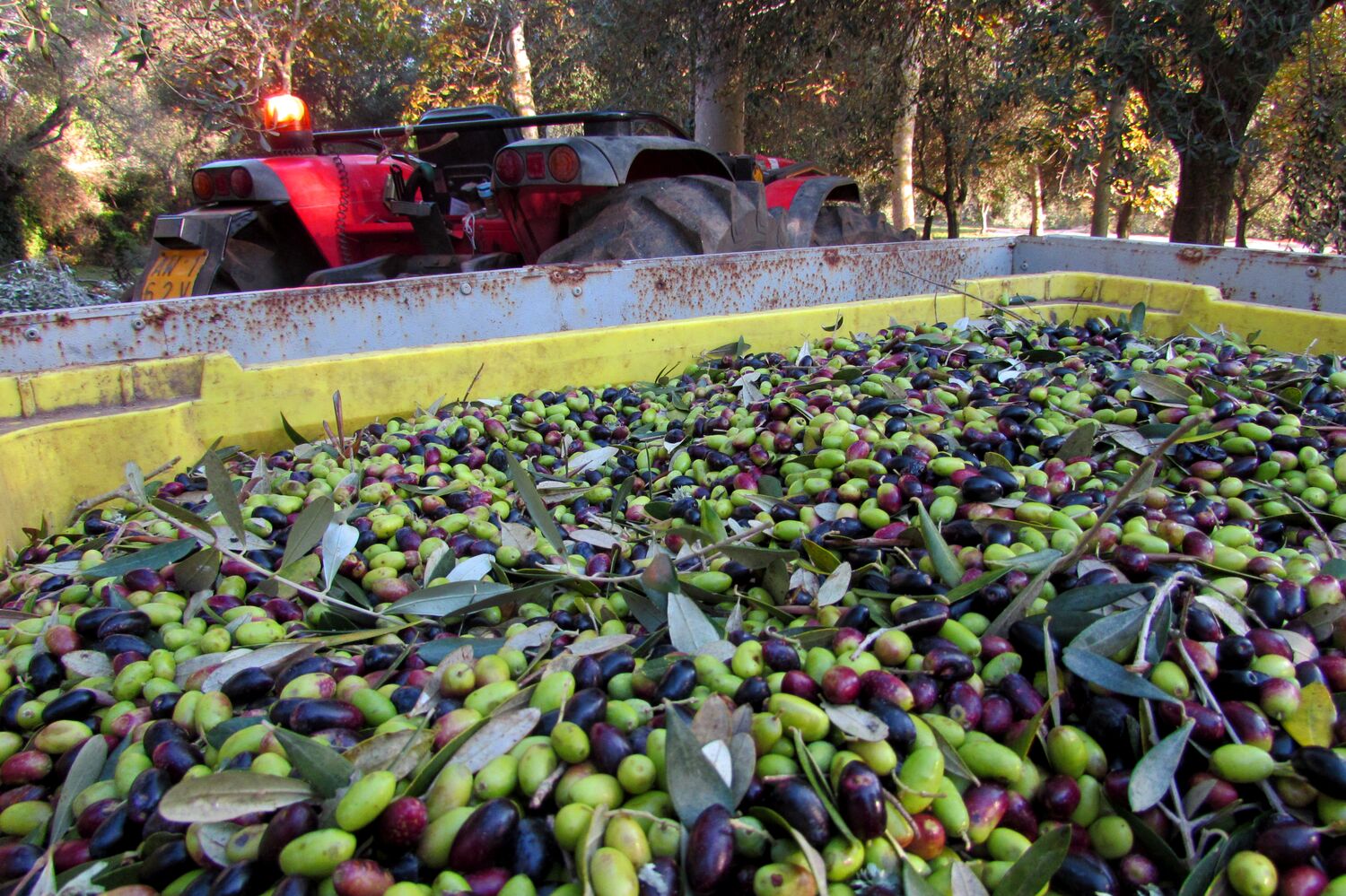 Extra Virgin Olive Oil - 1 liter can. Pack of 3 cans.