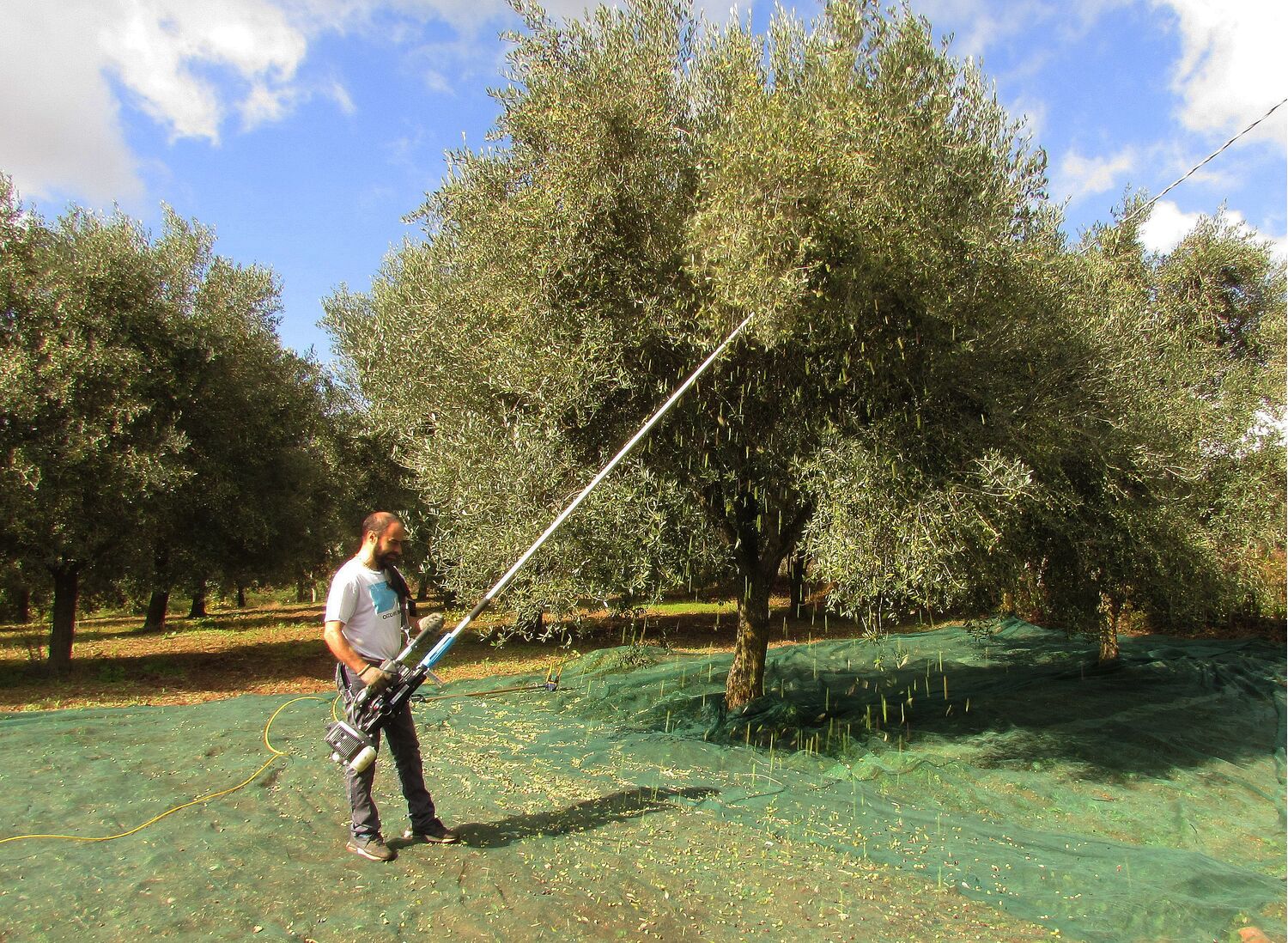 Extra Virgin Olive Oil - 1 liter can. Pack of 3 cans.