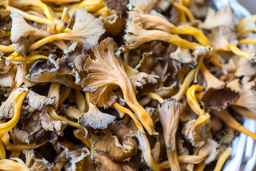Golden Trumpet mushroom 1 kg