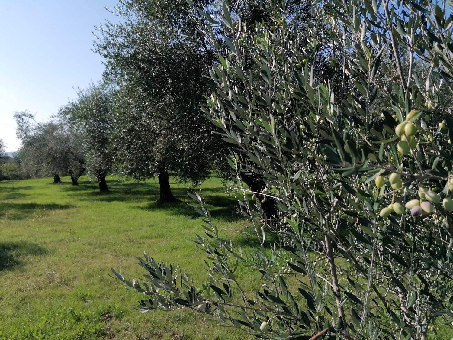 Premium Extra Virgin Olive Oil with Health Claims, OLYMPAIA 3 lt- Harvest 2022-2023