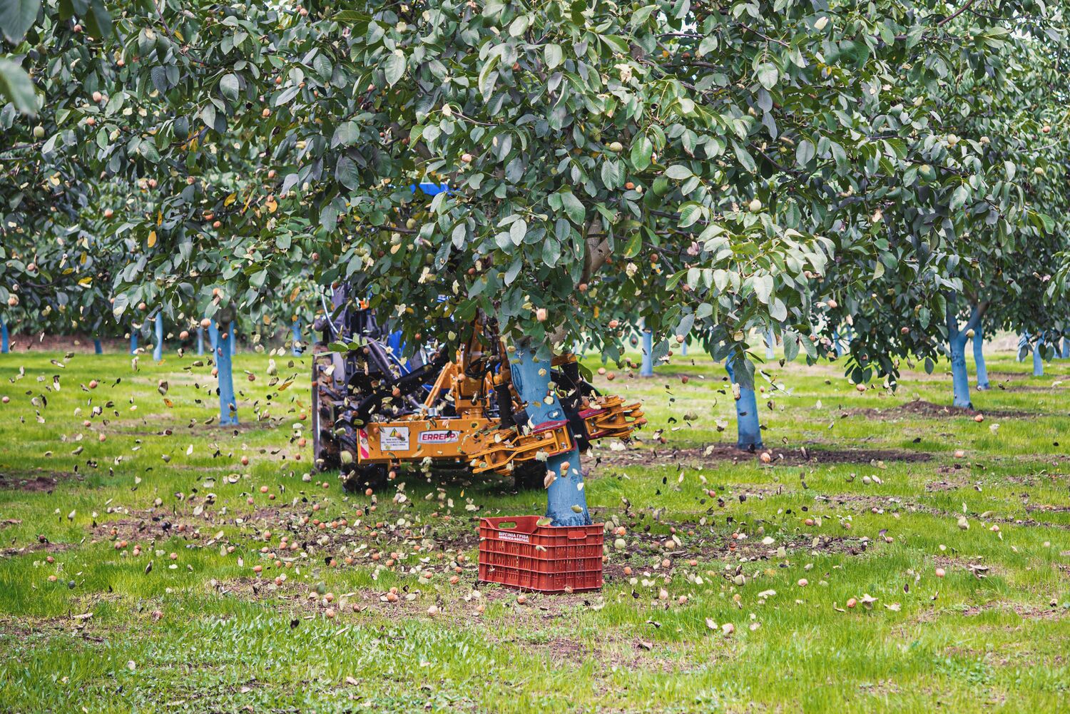 INSHELL WALNUTS dried, Variety: CHANDLER, Class: EXTRA, Size: 30-34mm, Packaging: Rashel net/tag with barcode, net weight:10 kg