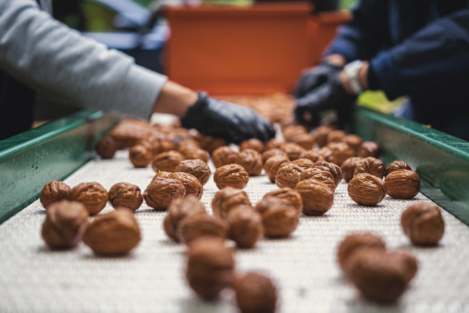 INSHELL WALNUTS dried, Variety: CHANDLER, Class: EXTRA, Size: 30-34mm, Packaging: Rashel net/tag with barcode, net weight:10 kg