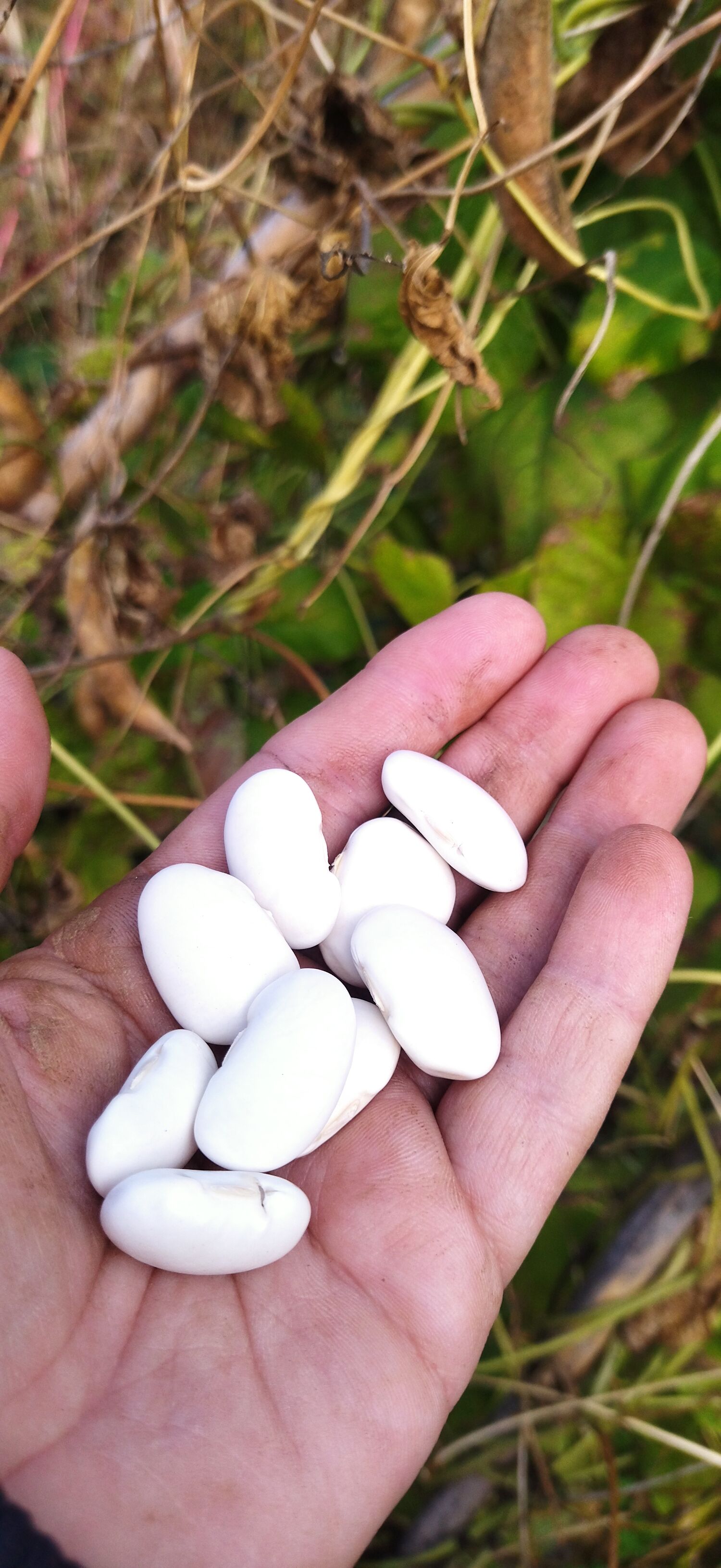 Organic Gigante Beans