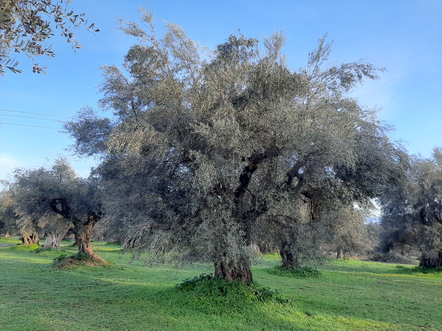 EVOO 4l TIN Can Greece