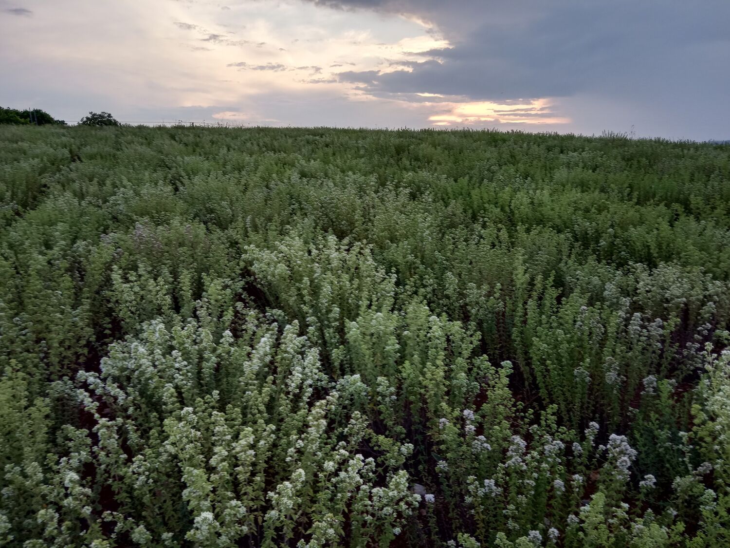 ΒΙΟ Oregano 50gr bunch