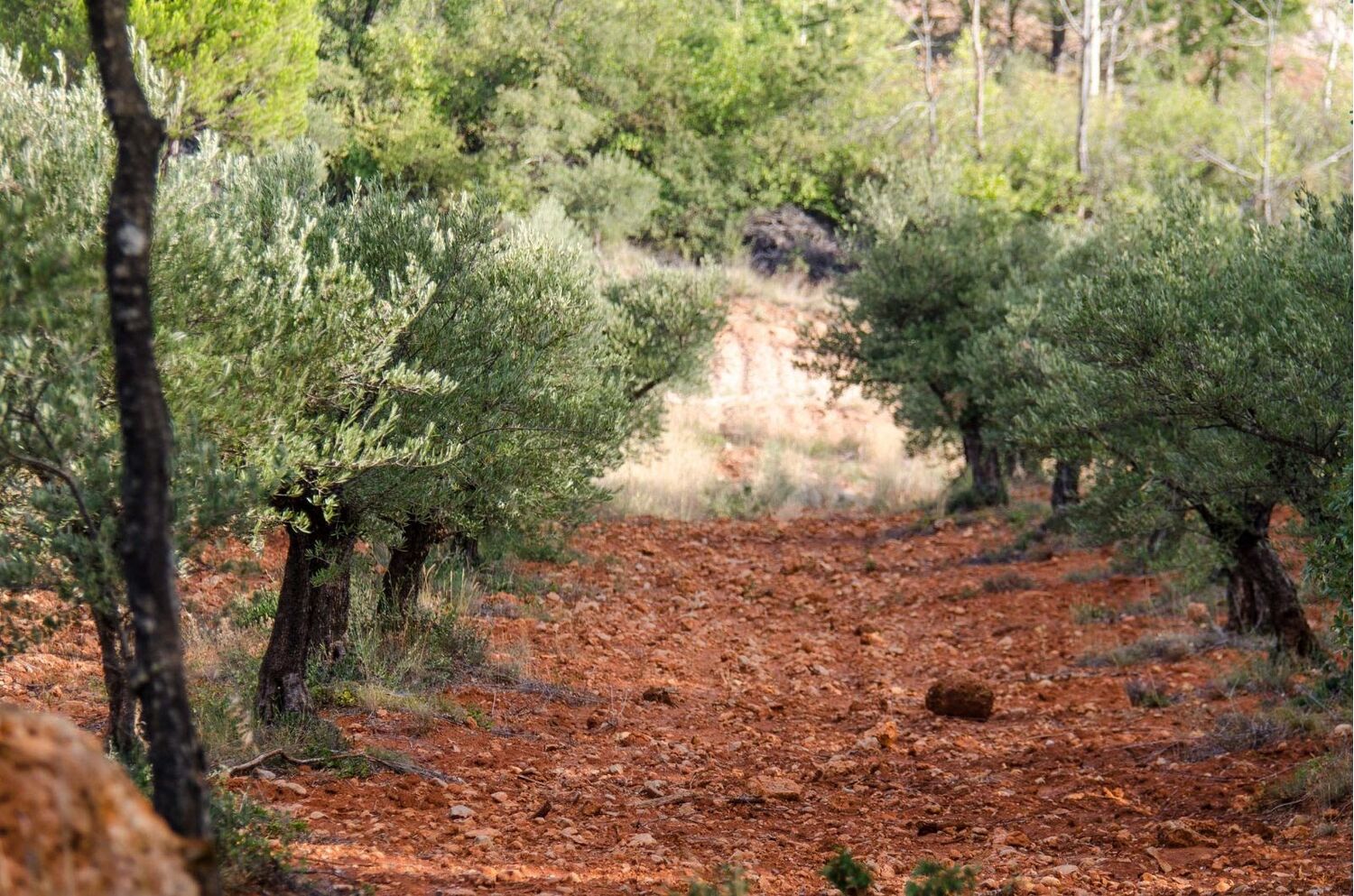En Octubre Olivares de Altomira 500ml (Organic Extra Virgin Olive Oil/Limited edition/Cold pressed)