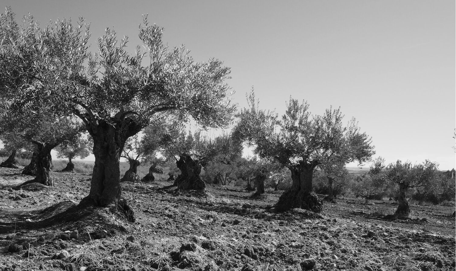 Organic Extra Virgin Olive Oil 250 ml. PDO La Alcarria.