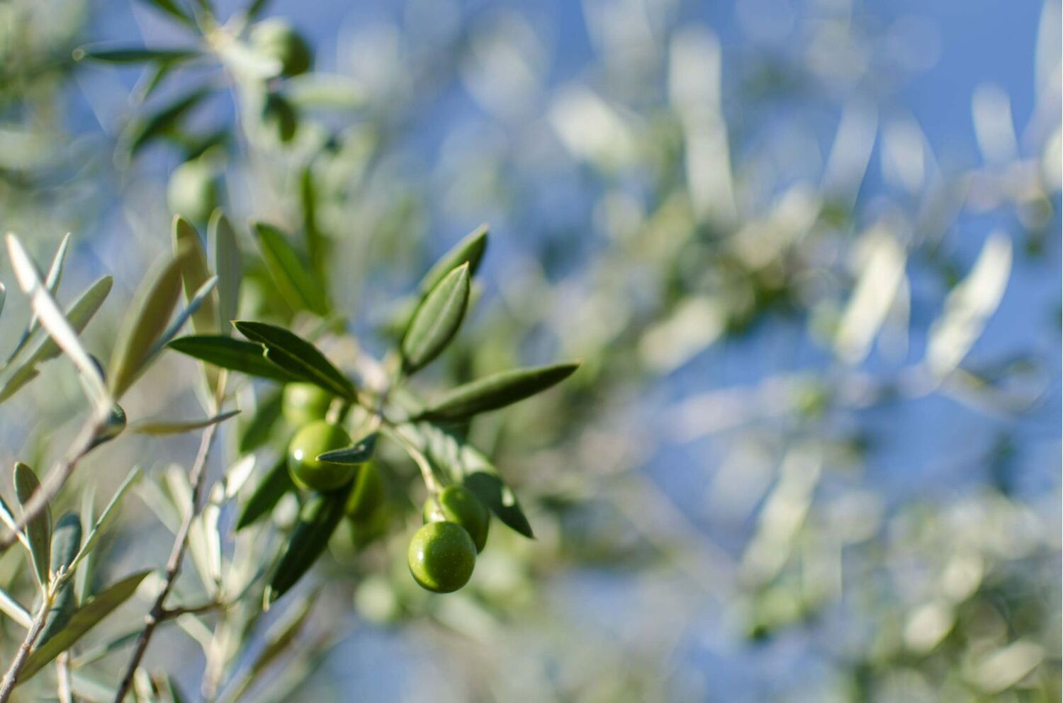 Organic Extra Virgin Olive Oil 250 ml. PDO La Alcarria.