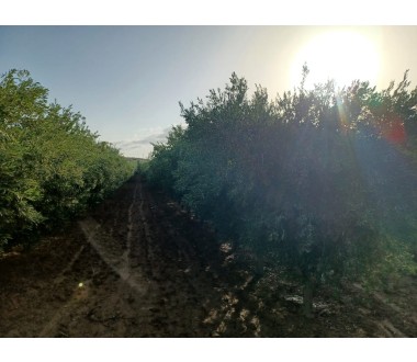 Extra virgin olive oil 0.35% Tunisia 2024/2025