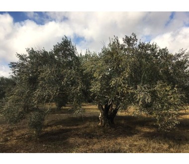 EVOO 0.3% Greece 2025/2026