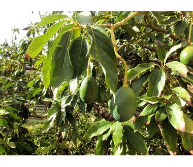 Avocado oil refined / IBC