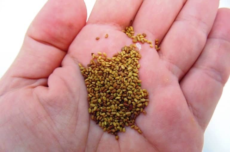 Alfalfa Seed