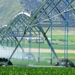 Alfalfa Irrigation