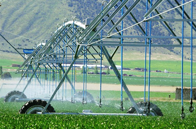 Alfalfa Irrigation