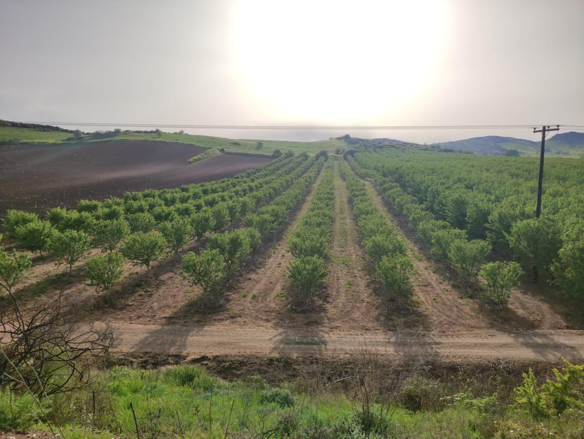 Almond Tree Fertilization