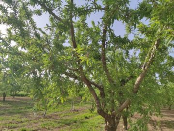 Almond Tree Information
