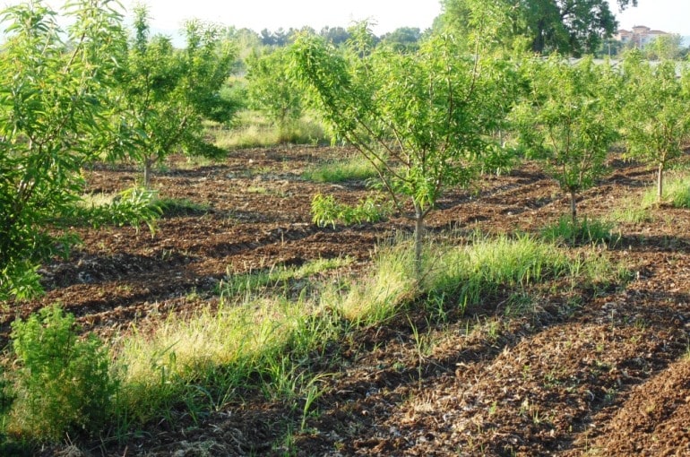 How to irrigate Almond Trees