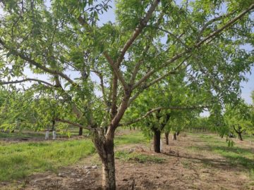 Almond Tree Pruning