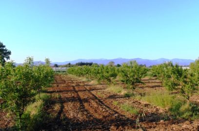 Almond Tree Soil Preparation