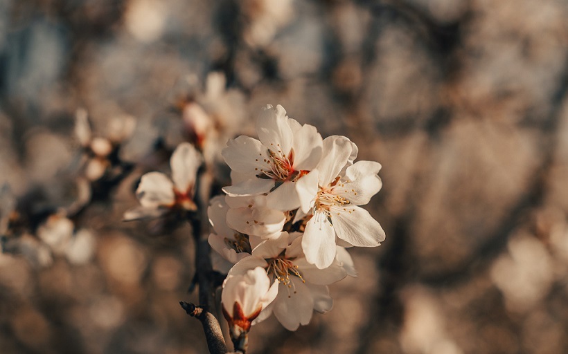 Almond Trees Pollination