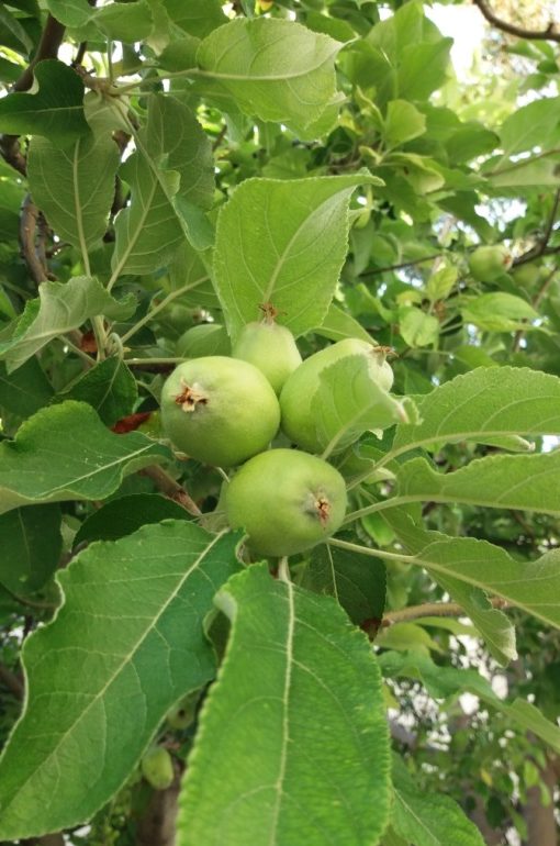 Apple Tree Fertilizer Requirements