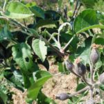Apple Tree Diseases and Pests