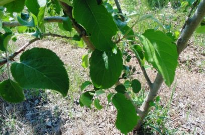How to plant Apple Trees