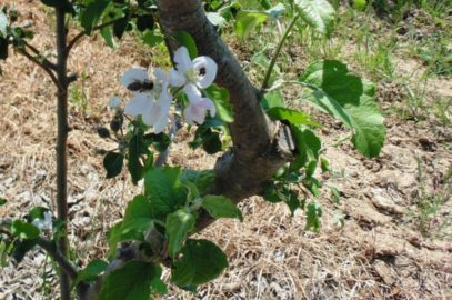 How to propagate and pollinate Apple Trees