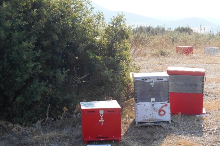 Where to place beehives
