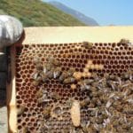 Beekeeping for Beginners - Beekeeping 101