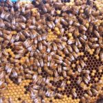Bedeutende Honigbienenkrankheiten - Welche Art von Krankheiten können Bienen haben?