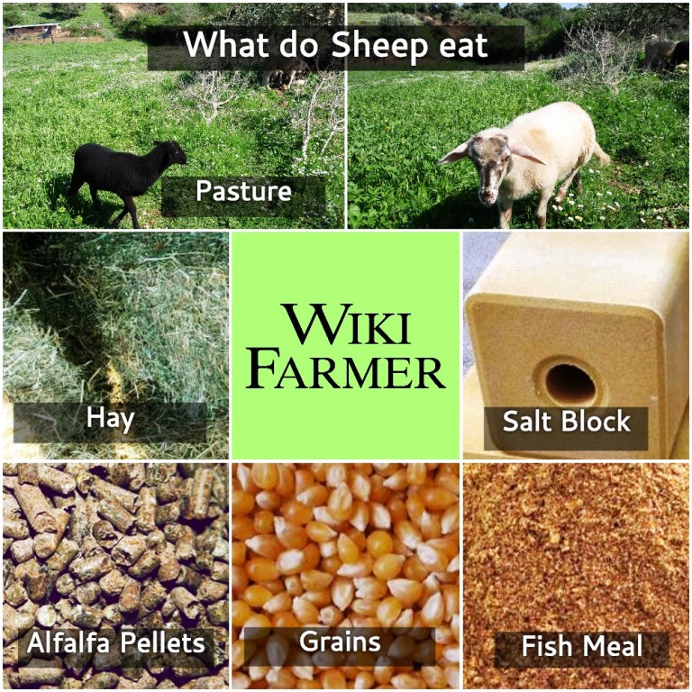 How to feed Sheep Wikifarmer