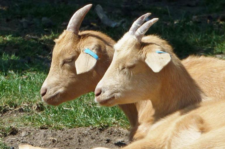 Goat Manure Waste Production