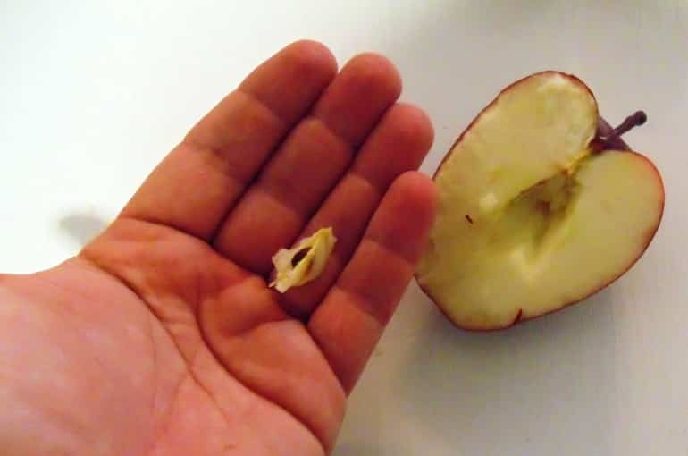 apple seeds growing