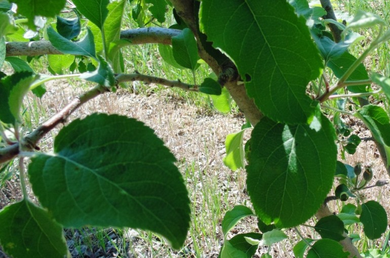 How to grow Apple Trees in Pots