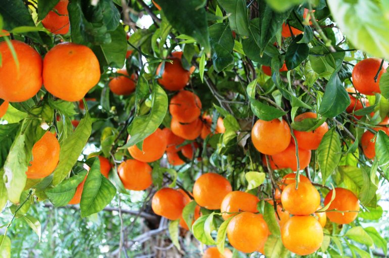 oranges growing