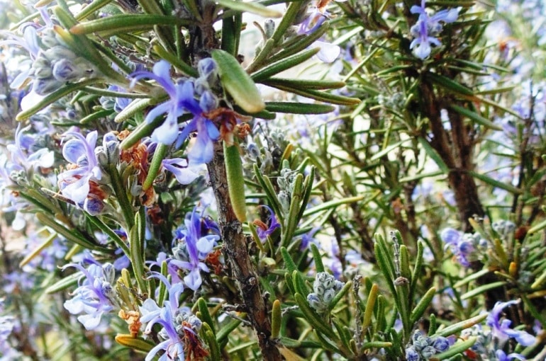 How to grow Rosemary at home