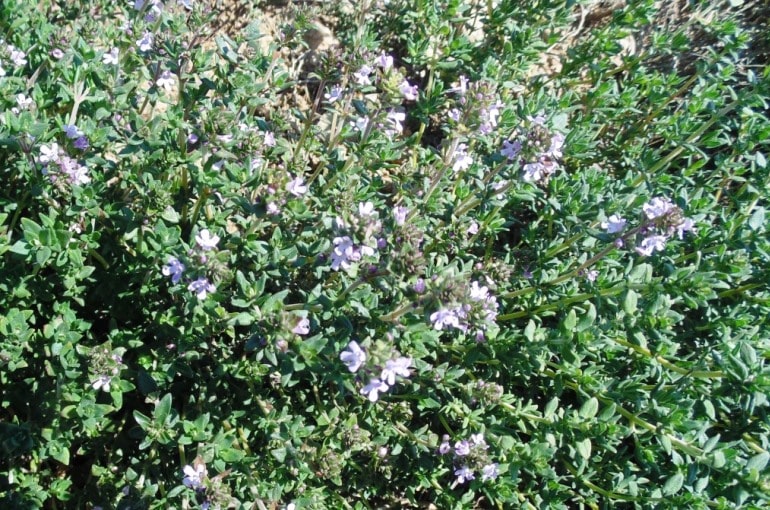 Growing Backyard Thyme