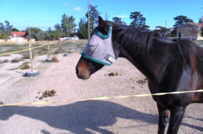 Horse Waste and Manure Management