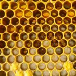 How do bees produce honey