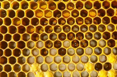 How do bees produce honey
