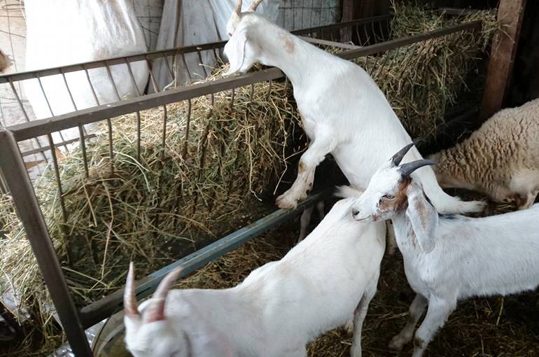 can goats eat dry dog food