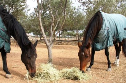 Types of horse feed