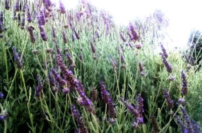 Growing Lavender Backyard