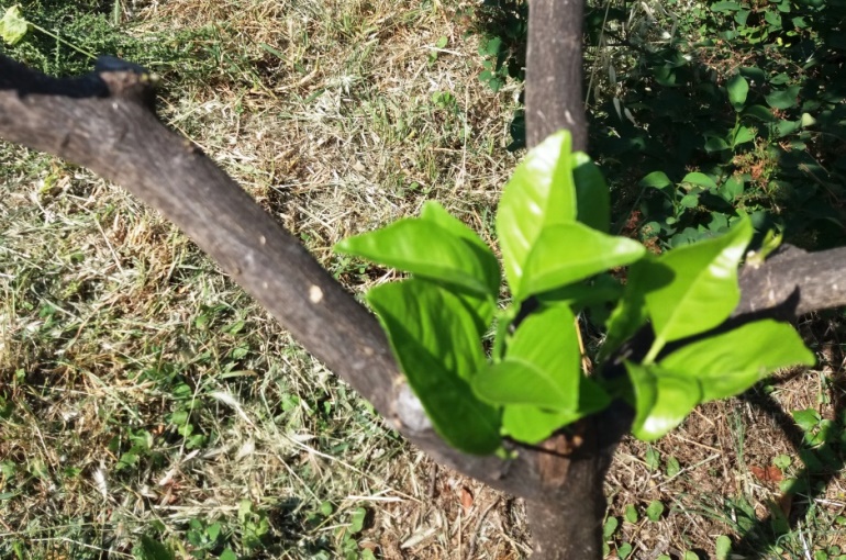 How to grow an Orange Tree from seed